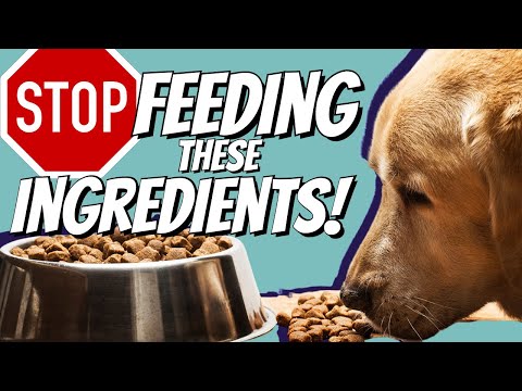 YouTube video about: What ingredients should I not include in my cats' food?