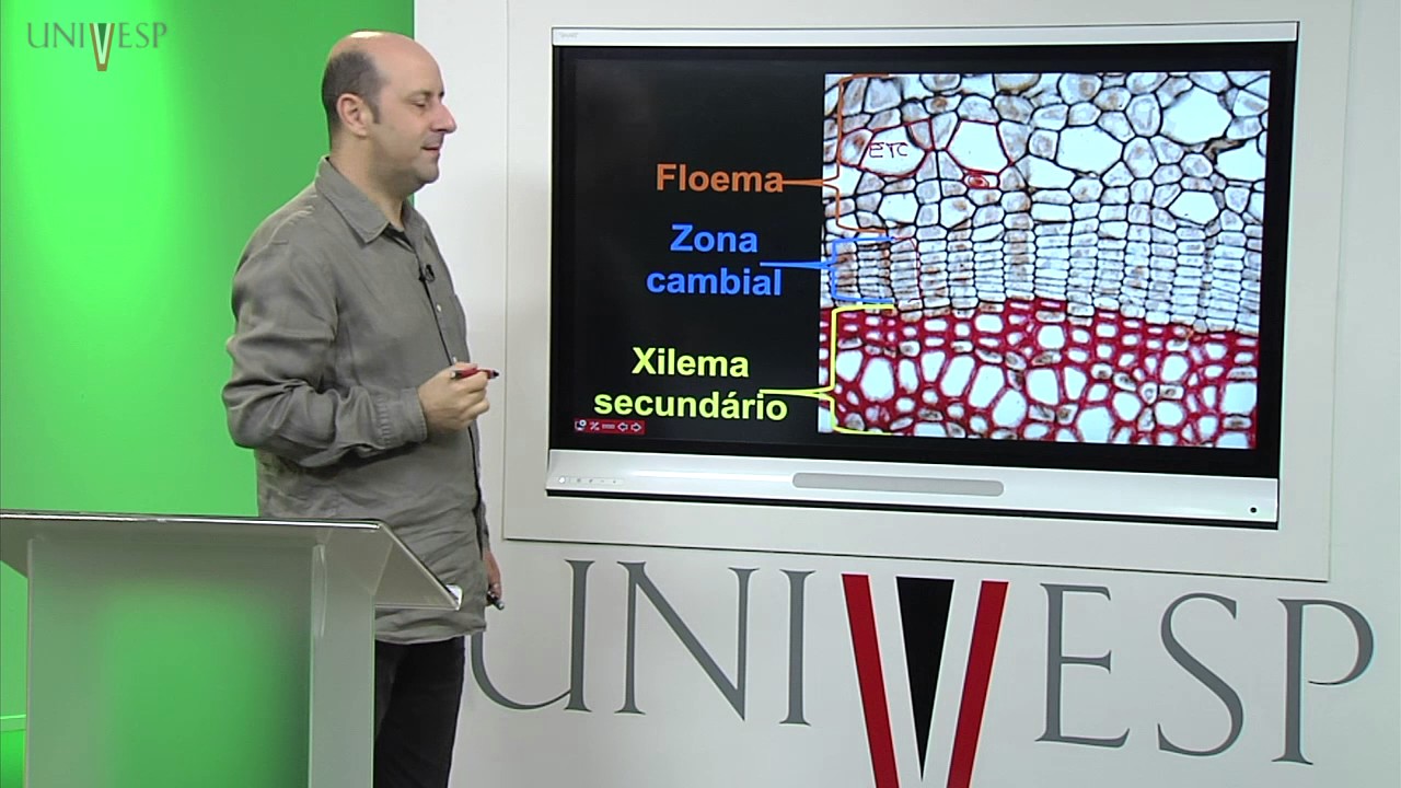 Morfologia Vegetal  - Aula 18 - A casca das árvores