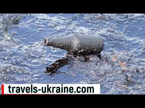 https://youtu.be/sJGBxl77gaE