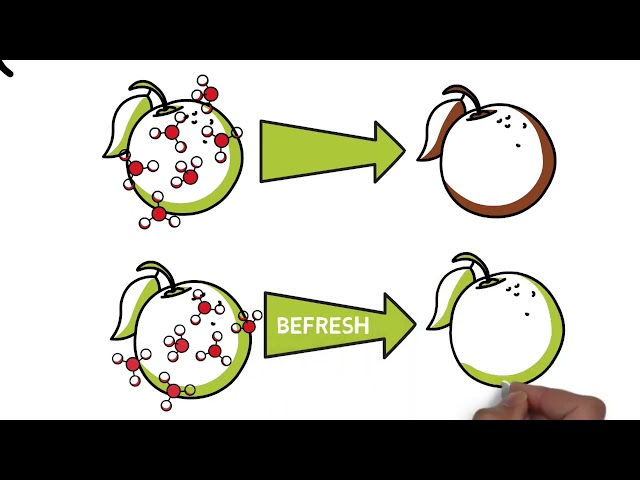 Vídeo relacionado con BEfresh Home - Frutas y Verduras Frescas Durante un 40% más de Tiempo | para Uso Dentro y Fuera de la Nevera | Recambio de 1 año | 4 Sachets | No Incluye Hoja Recipiente | Made in Spain