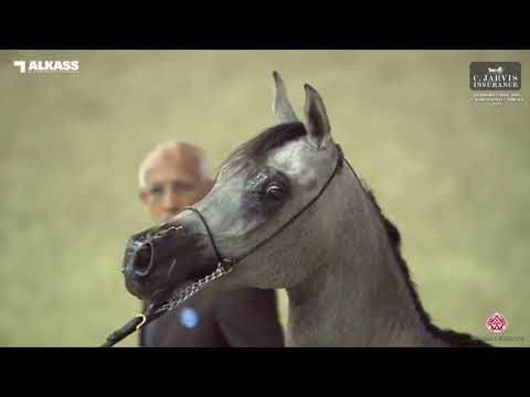 N 61 SARA ZAHER   Qatar National AHS for Individual Owners 2023   Fillies 2 Years Old Class 2A