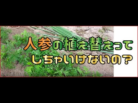 ニンジンの隣に何を植えますか?その理由は何ですか?  庭園