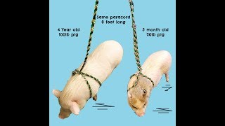 How to put on the all in one harness &amp; leash