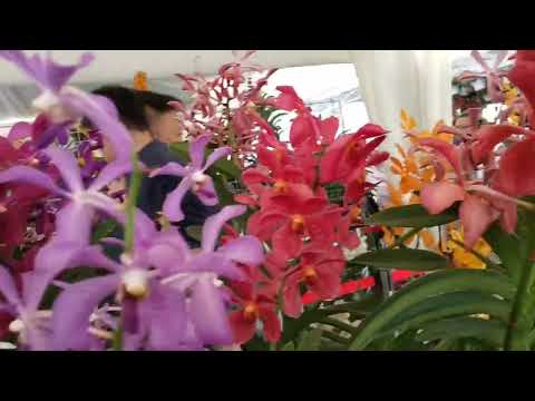 ALL About Flowers! @putra jaya Malaysia!