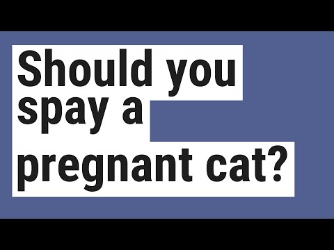 Should you spay a pregnant cat?