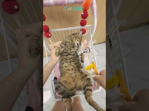 QQ has been uninstalled! #SpayingAndNeutering #CatPettingFirstView #LinyiPetHospital #HeyiPetMedi...