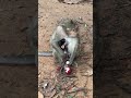 Lisa Hangry While She Offer Breastfeeding To Her Son Monkey Wildlife Babymonkey Short Funny