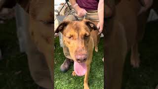 Video preview image #1 - Mix Puppy For Sale in Pasadena, CA, USA