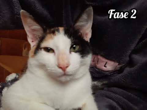 Truciola cade in letargo in 5 fasi...