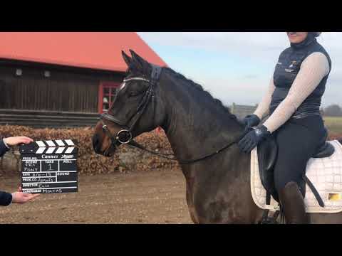 FEI pony by FS Champion de luxe - Derano B