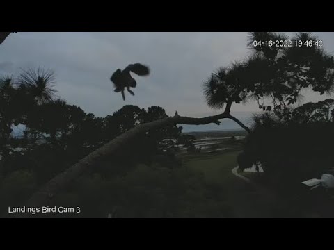 Savannah GHO Nest - Little one practices flying between limbs