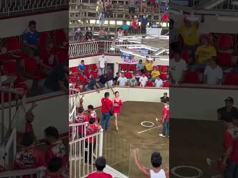 Rooster Fight in Cuenca Batangas #zakirpchef #janshoney #shorts #philippines #rooster