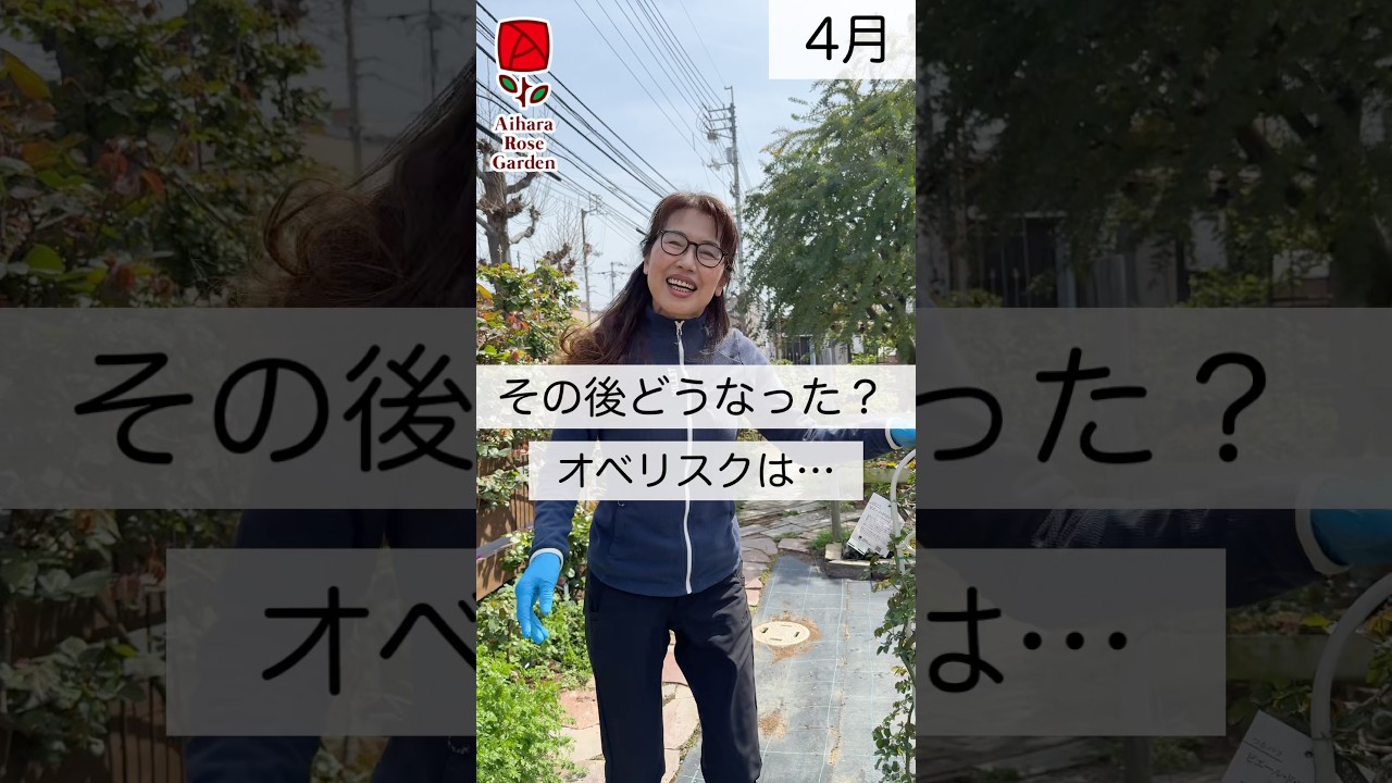 その後どうなった？オベリスク　#相原バラ園 #バラ #バラ園 #バラ栽培