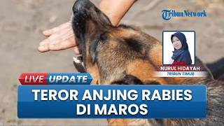 Waspada! Rabies di Camba Maros Masuk KLB, 1.000 Ekor Anjing Akan Divaksin di Tiga Wilayah