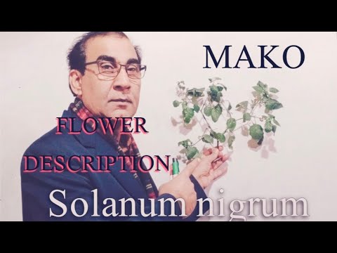 Mako || Description of Flower || Solanum nigrum || @BiologyteacherSagheer