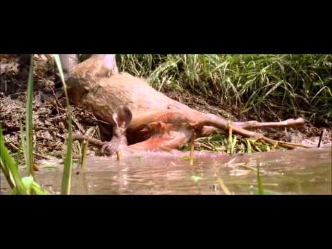 Cleaning The Pond (Director's Cut)