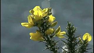 MARCO BARRIENTOS - NO DESMAYES