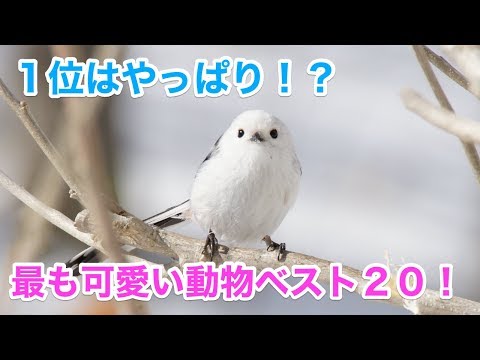 可愛い動物 赤ちゃん 画像的影片懶人包 在youtube鄉民都在推 美食餐廳小吃