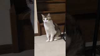 #かわいい猫#多頭飼い#ほのぼの#cat#Pretty#cute#元気になる動画#lovely#元気お届け#love#猫のいる暮らし#ねこのいる生活#のんびり#平和#ほっこり#睡眠#保護猫#癒し#幸せ