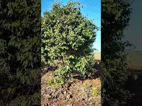 Suposta ruína da capela do Zé Caetano em Candido Mota SP