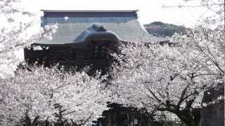 preview picture of video '建長寺の桜(Cherry blossoms at Kenchoji) 2013-3-23'