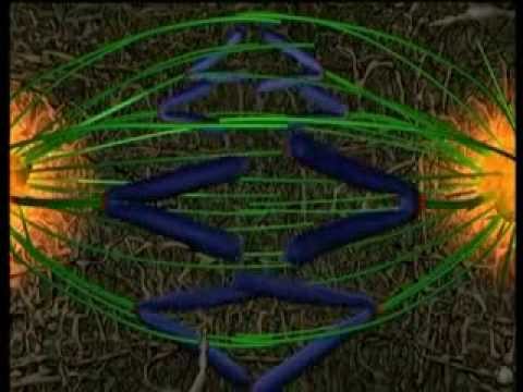 voyage dans une cellule