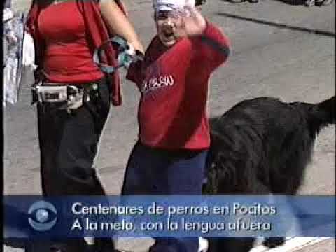 Perrocaminata en la rambla de Montevideo (19/nov/2006): crónica de canal 10