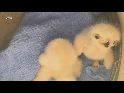 Two baby red tail hawks being released in Buckeye