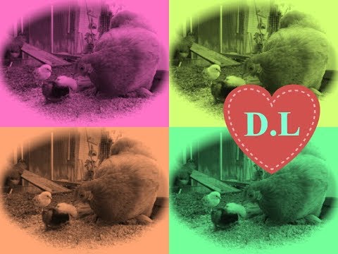 Was dürfen Hühner fressen ?(Und was nicht )