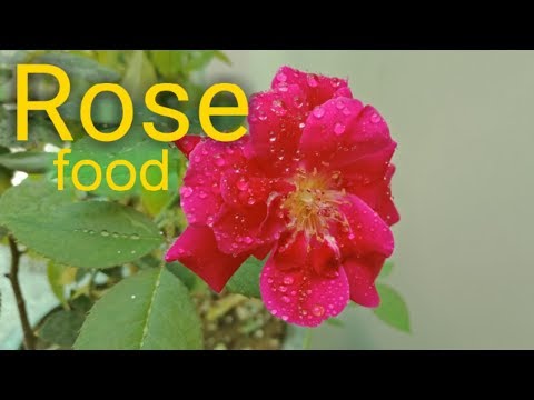 Rose Plant food fertilizer गुलाब के पौधे कि खाद Video