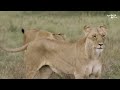 Big Cat Tales Rebirth In The Mara Junglee Plus Ep 1