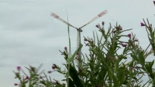 preview picture of video 'Nase im Wind: Pellworm ist Vorreiter bei der Energiewende'