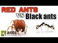 WHO WINS: RED ANTS VS BLACK ANTS