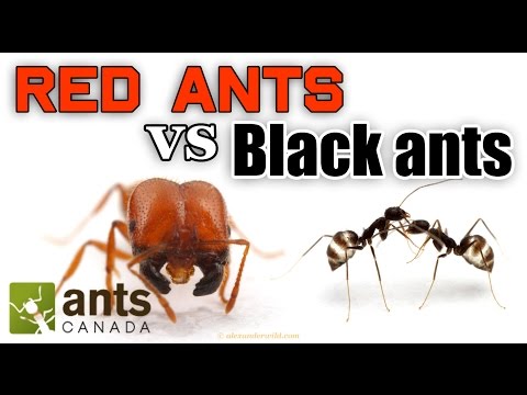 WHO WINS: RED ANTS VS BLACK ANTS Video