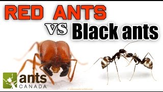 WHO WINS: RED ANTS VS BLACK ANTS