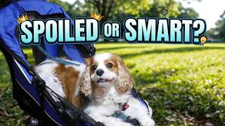5 Surprising Benefits of Dog Strollers for Cavalier King Charles Spaniels