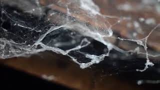 Spiderweb Focus Blur Attic Spider Connection By Asim Asif