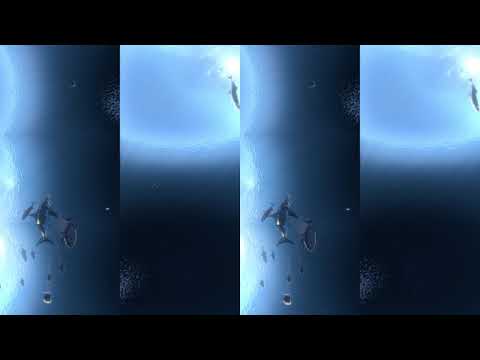 Great White Sharks 360 Video 4K!!   Close encounter on Amazing Virtual Dive