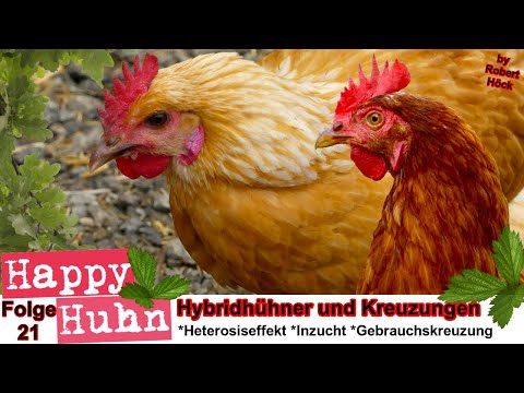 , title : 'E21 Spannendes über Kreuzungen, Hybridhühner, Heterosiseffekt und die moderne Tierzucht - HAPPY HUHN'