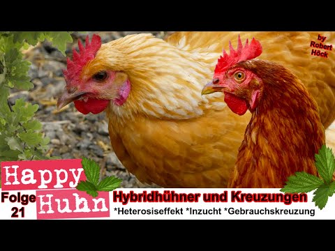 E21 Spannendes über Kreuzungen, Hybridhühner, Heterosiseffekt und die moderne Tierzucht - HAPPY HUHN