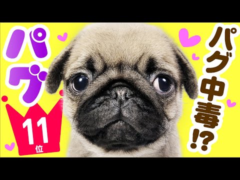 豆腐パスタの年収 総収入は Youtubeランキング