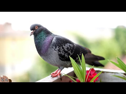 Verso of the picture