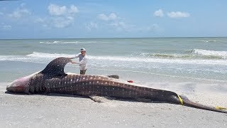 A state of emergency: Red tide along Florida's southwest coast kills animals, disrupts tourism