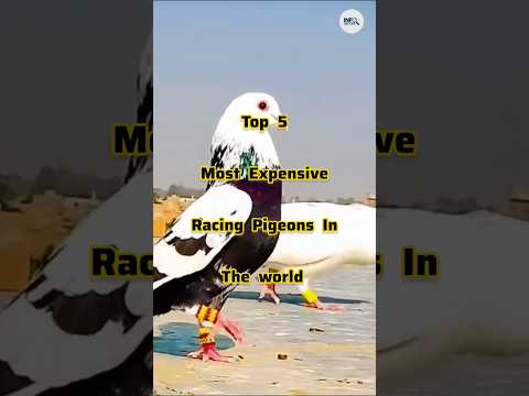 Top 5 Most Expensive Racing Pigeons In The World 🕊️ #shorts #pigeon #pigeonracing #racingpigeon