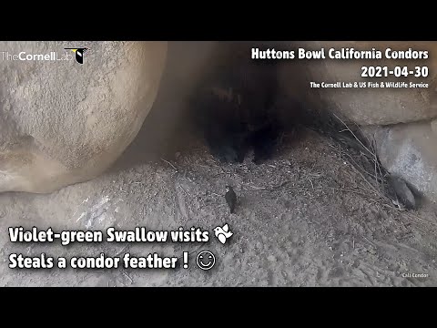 Huttons Bowl CA Condors🐦Violet-Green Swallow Visits🐦Steals A Condor Feather❗️🙃2021-04-30