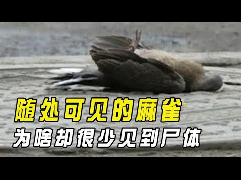 看到麻雀死掉