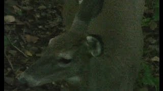 2013 Cautious Whitetail Deer Bow Hunt - Compound No Sights Instinctive - Tree Lounge