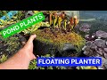 How to plant a FLOATING POND PLANTER - Best Pond Plants