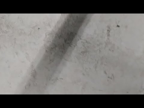 Ilves Detroit - Lukko U14 AAA