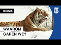 Bizar onderzoek: hierom gapen mensen (en dieren)
